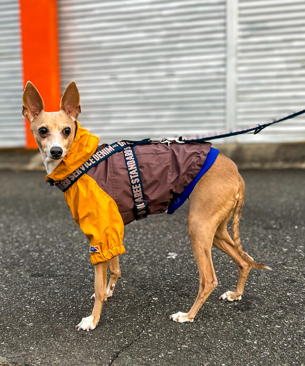 Mountain DOG Hoodie